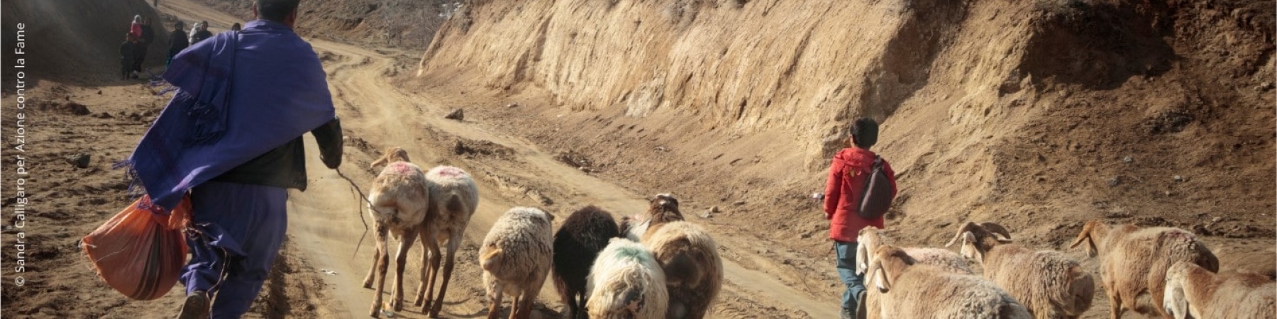 terreno arido in Afghanistan con uomo con gregge di pecore e bambino 
