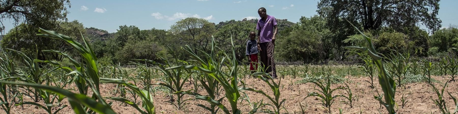 campo agricolo con piante in primo piano e sullo sfondo un uomo adulto e un bambino stanno in piedi vicini e guardano il campo