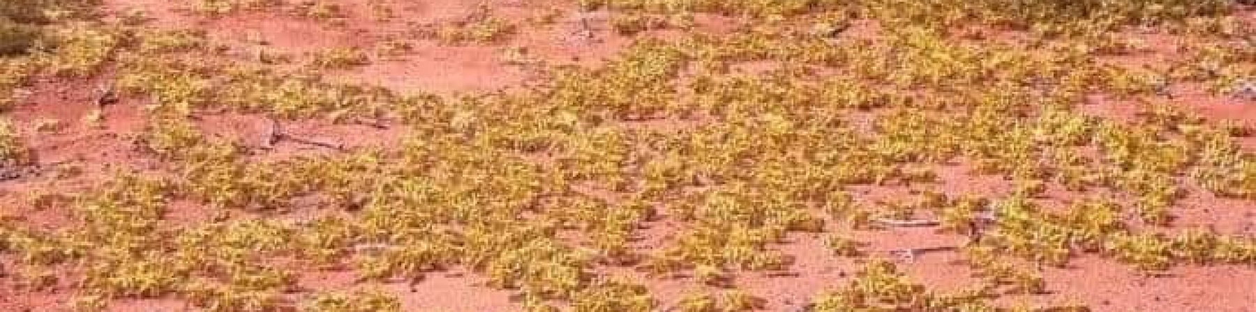 locuste verdi su terreno arido