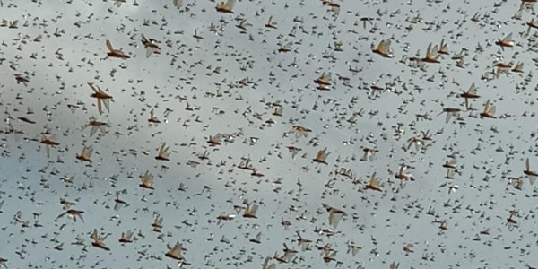 sciame di locuste in volo stagliate sul cielo