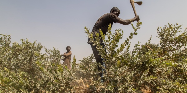 Agricoltore in Nigeria nel campo che coltiva con una falce